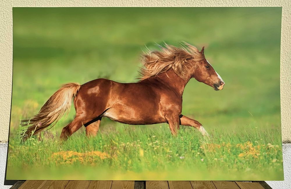 Quadro/Poster Cavalo em PVC (127x80cm) – Impressão Digital
