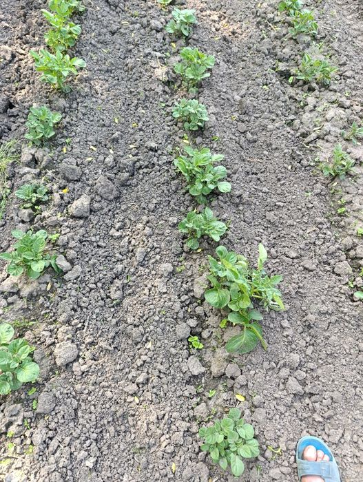 Продам міжрядковий культиватор