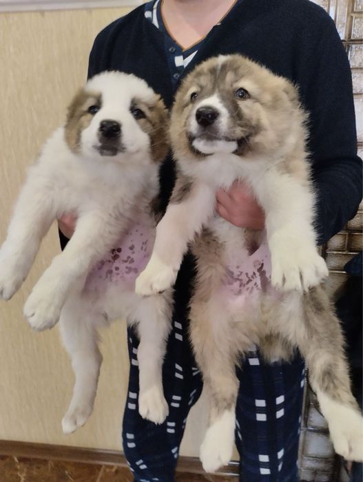 Продам цуценят Алабая