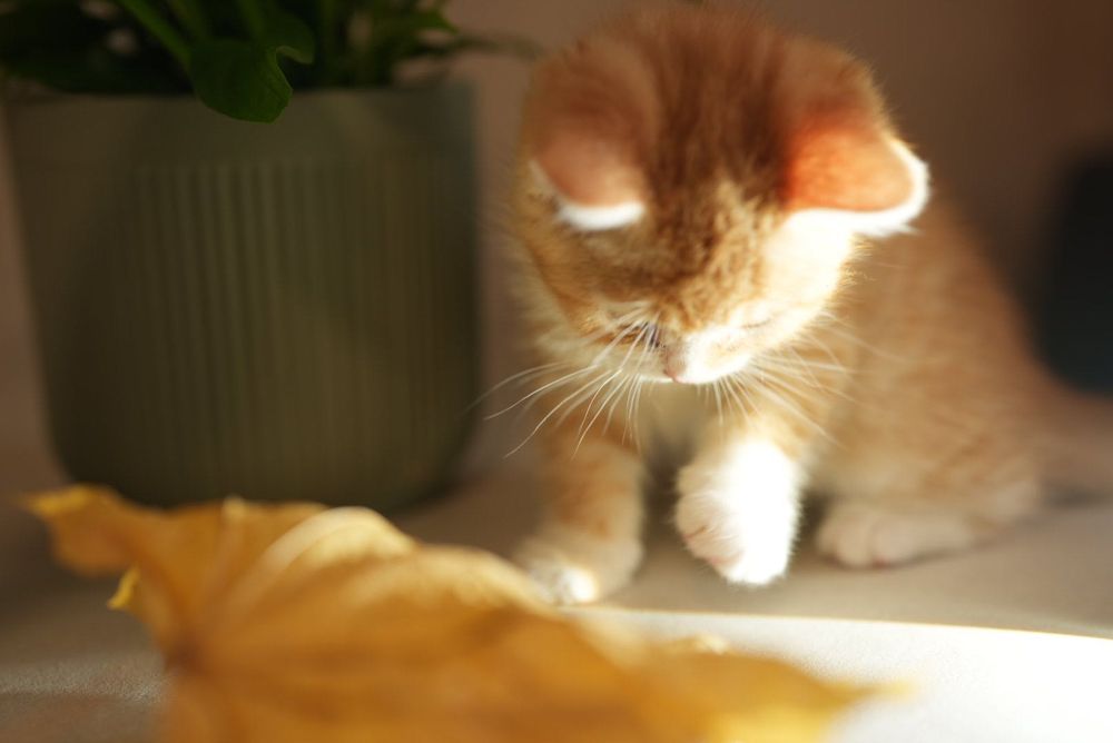 Котенок Экзот/Британец девочка