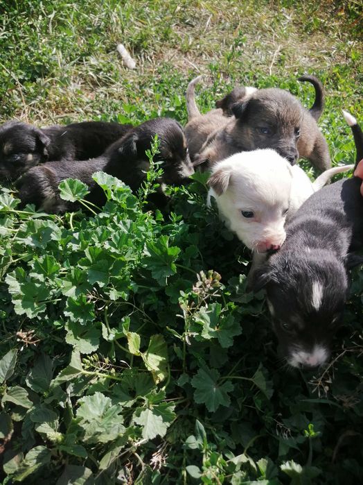 Віддам цуценят в добрі руки