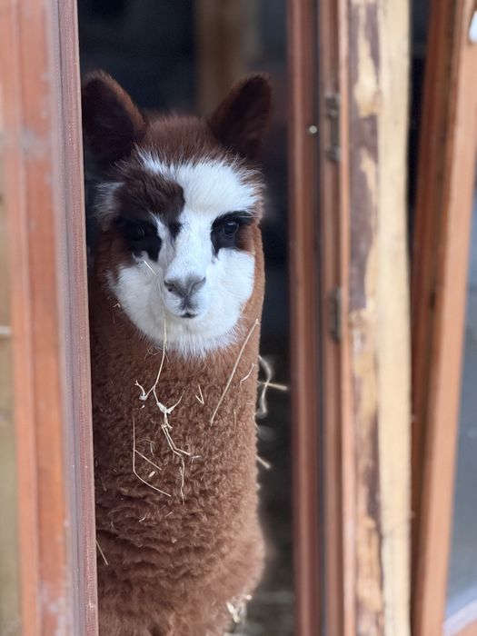 Zamienię samca alpaki (alpaha huacaya)