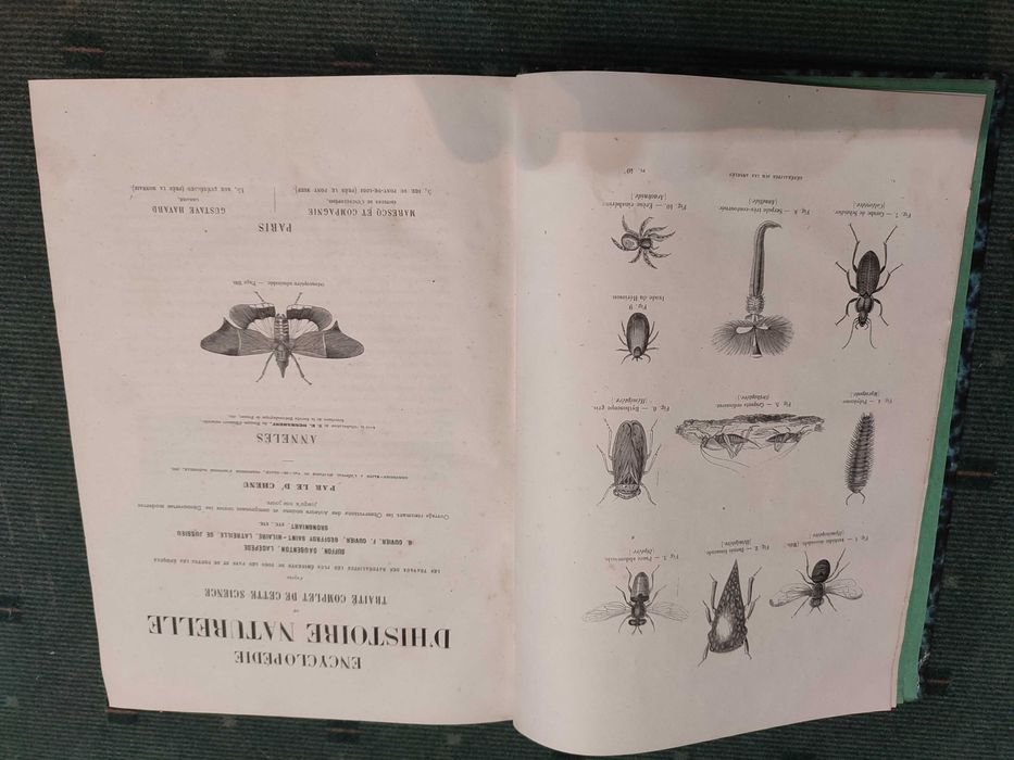 Encyclopédie D'Histoire Naturelle Traité Complet Cette Science-Annelés