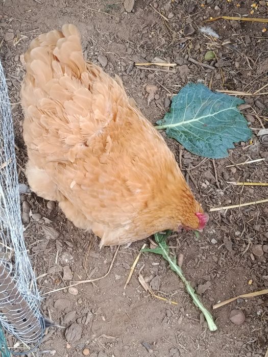 Brahmas, orpington ,há venda