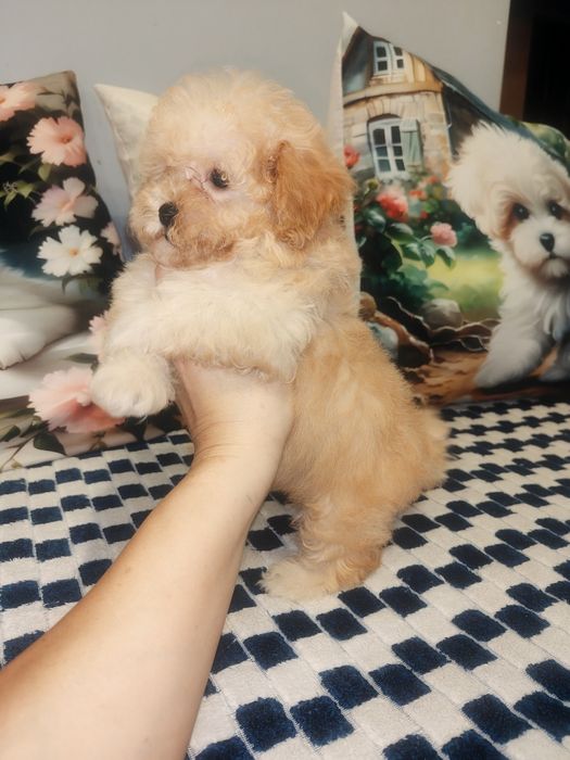 Mini suczka Maltipoo