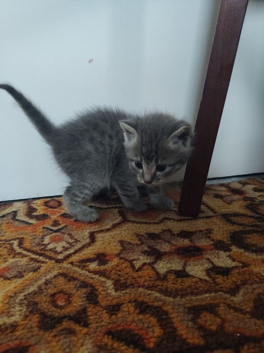 Віддам кошенят в добрі руки