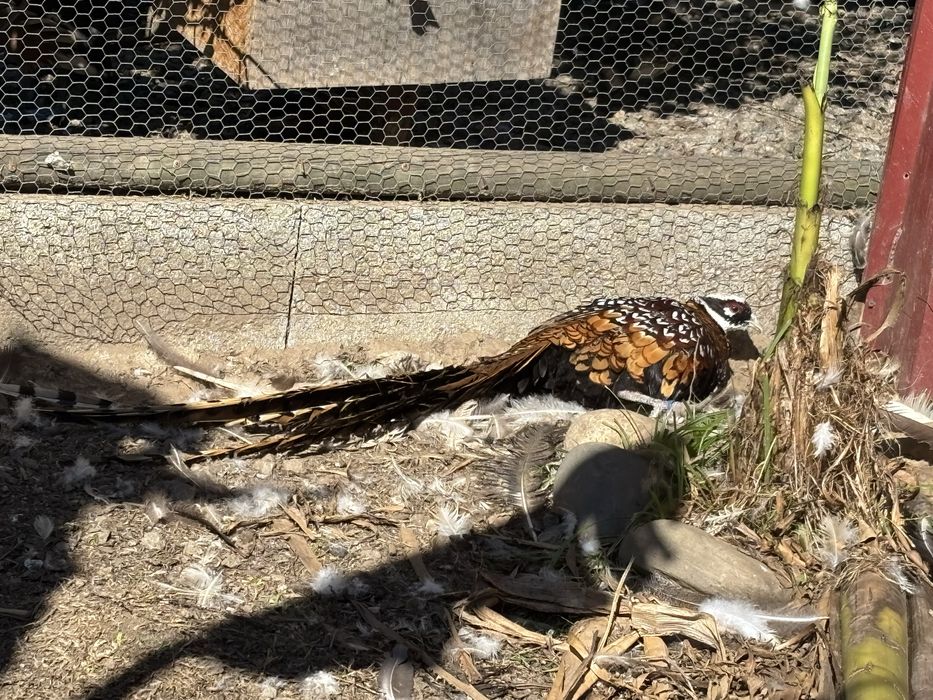 Faisao venerado macho