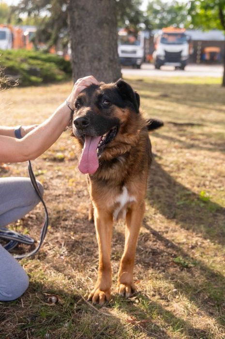 Szuka opiekuna, który będzie jego przewodnikiem i przyjacielem
