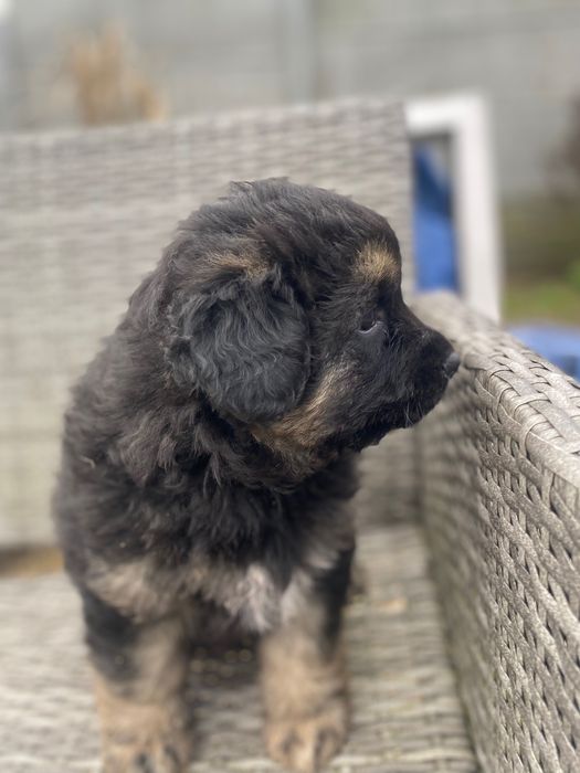 Szczeniak do adopcji