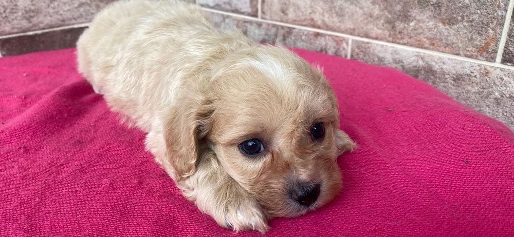 Maltipoo - piesek