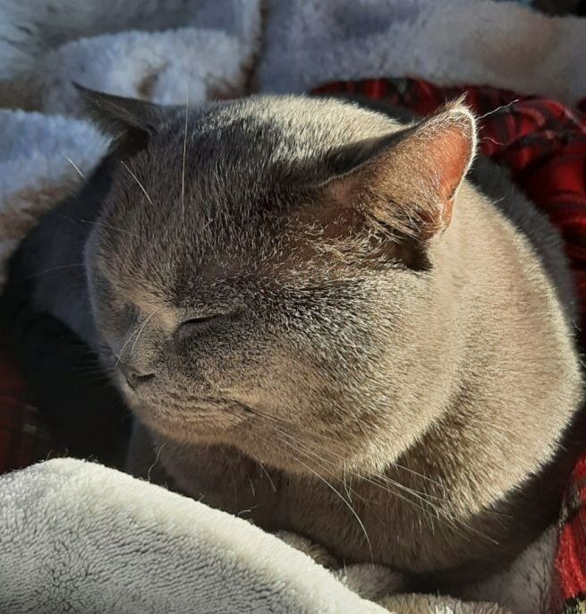 Шикарний британець запрошує на побачення шотл. і брит. кішечок.