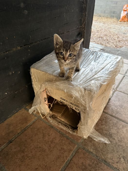 Gatinhos para adoção