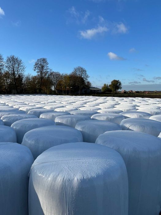 Bele kukurydzy, kukurydza w belach, kiszonka z kukurydzy