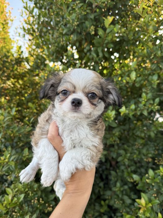 Excelente mini menino Chihuahua/Chiuaua LinhagemRussa de Qualidade
