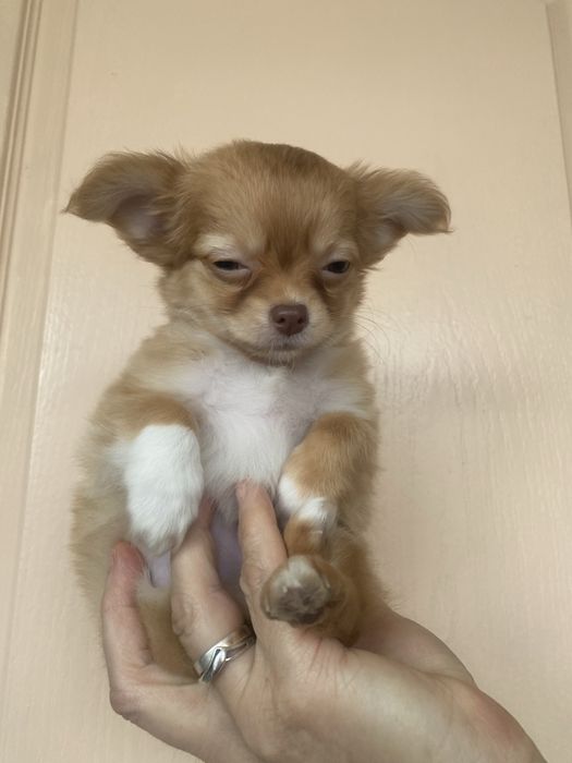 Дівчинка чихуахуа