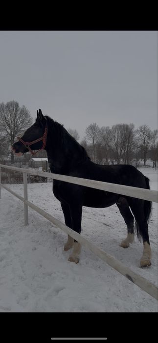 Stanowka ogierem śląskim Aromat