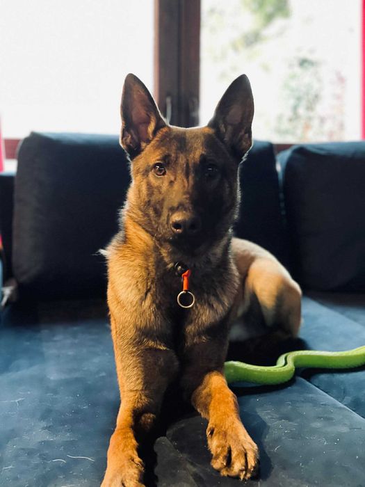 Owczarek bejgijski do świadomej adopcji!