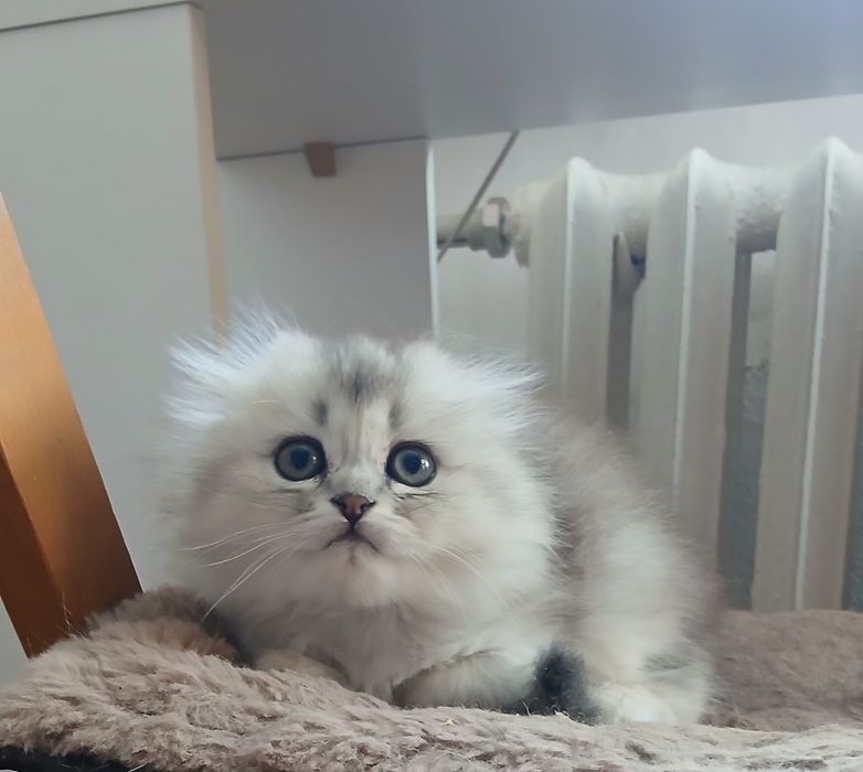Чистокровная шиншилла