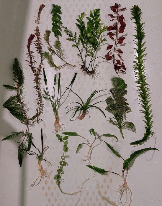 Папороті,анубіаси,рослини