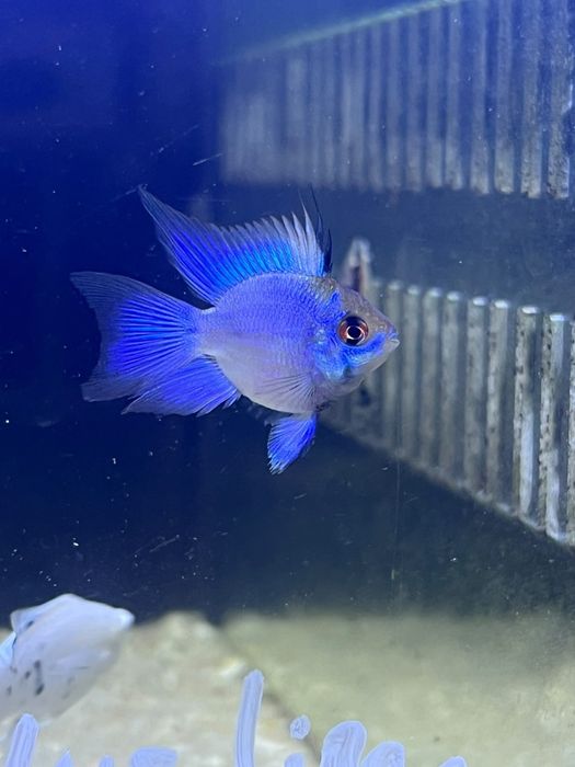 Ramirez balão electric blue
