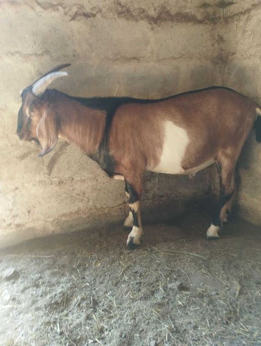 Продам кози козенята козлики
