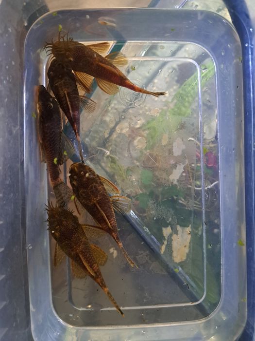 Ancistrus sp. Calico lda 16  zbrojnik glonojad.