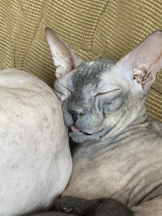 Sfinks doński gumeczki