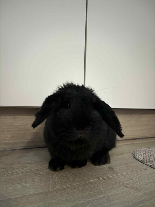 Kroliczki baranki miniaturki