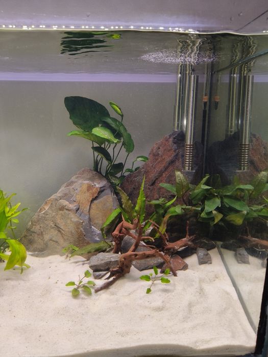 Vendo Aquário com Discus