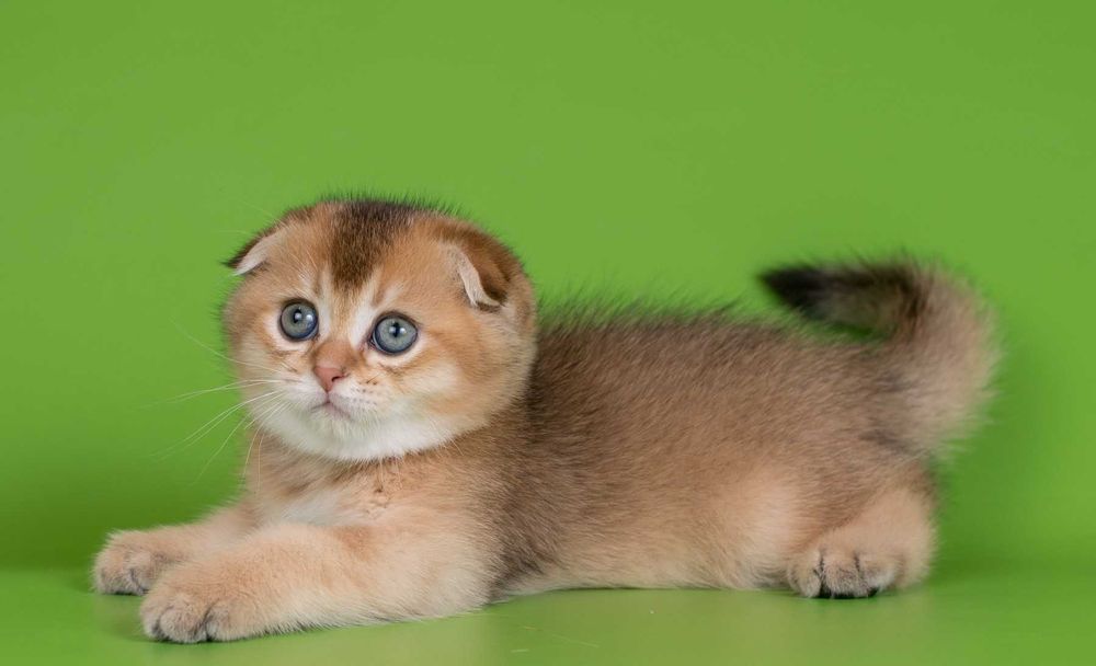 Золотий Шотландський висловухий хлопчик Крістіан