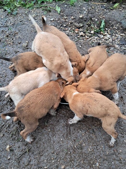 Caezinhos para adoção