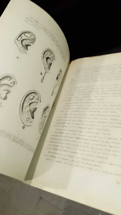 La Sociedad Española de Antropologia, Etnografia y Prehistoria