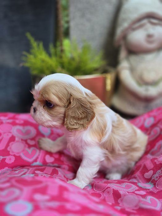 Cavalier King Charles Spaniel FCI suczka blenheim
