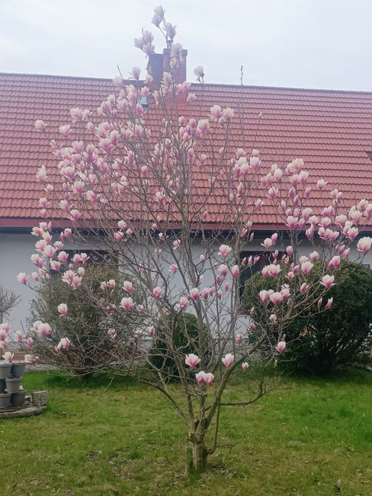 Magnolia wysoka ok  3m