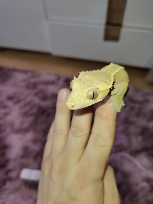 Gekon orzęsiony samica dorosła