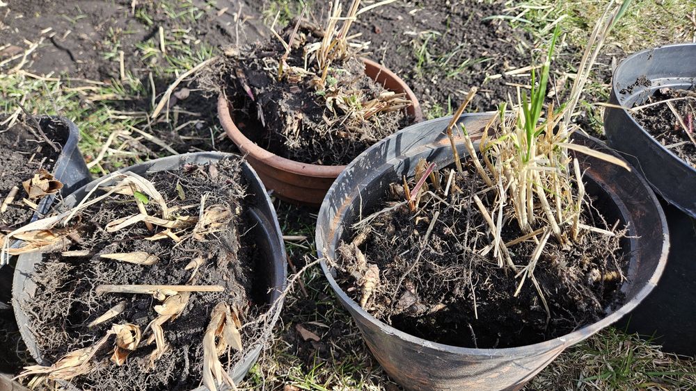 Trawa ozdobna Miskant chinski