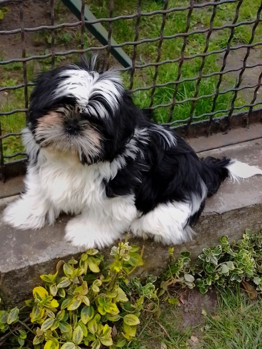 Uroczy piesek rasy Shih TZU