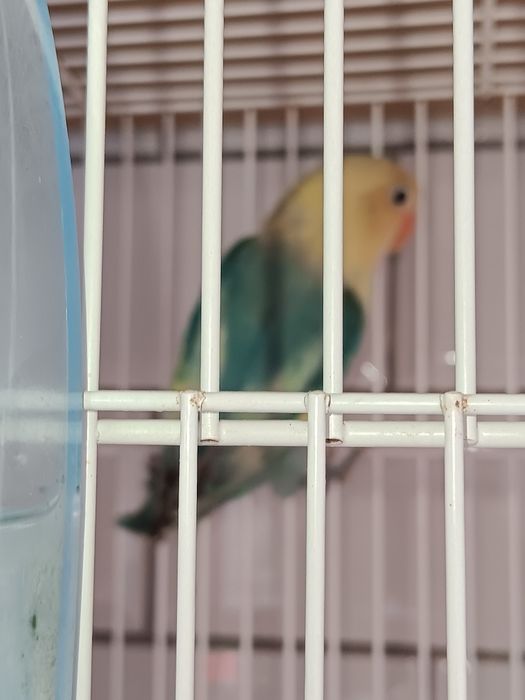 Troco por outras aves
