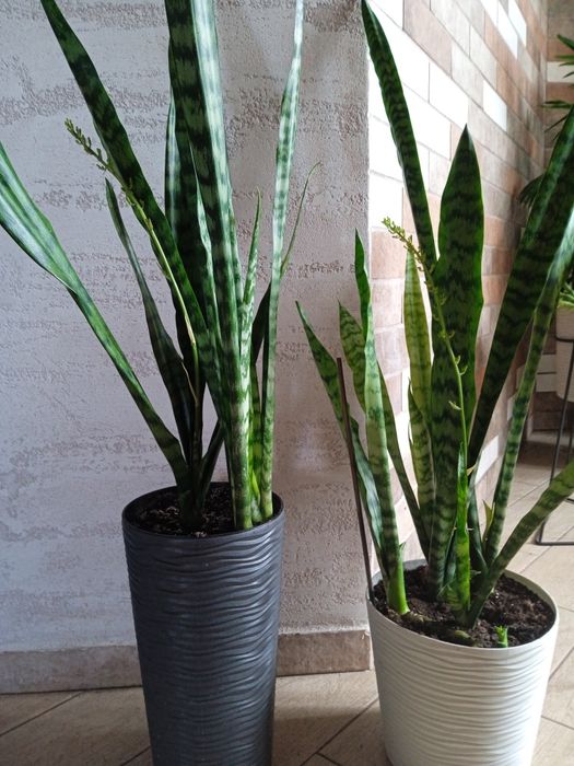 Вазон Сансеверія. Щучий хвіст. Тещин язик. Щучий хвост.Тьощин язик