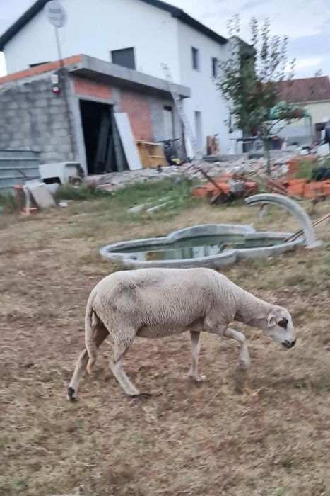 Ovelhas  ovelhas