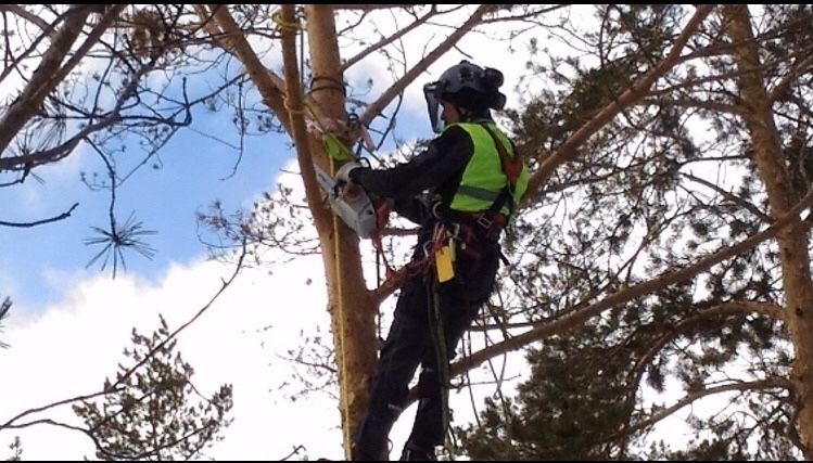 Спил деревьев любой сложности. Дробление и измельчение веток.