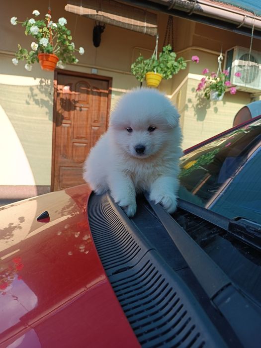 Цуценята самоїда