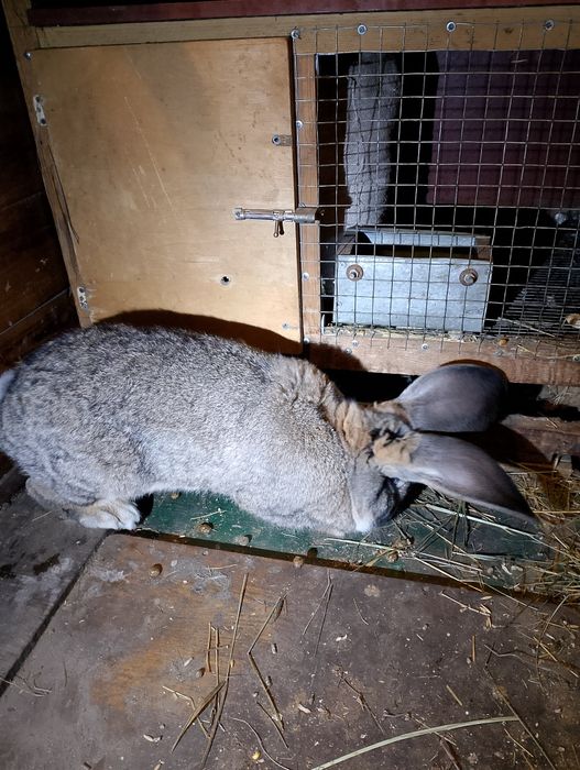 Продам кроля Бельгійський велетень