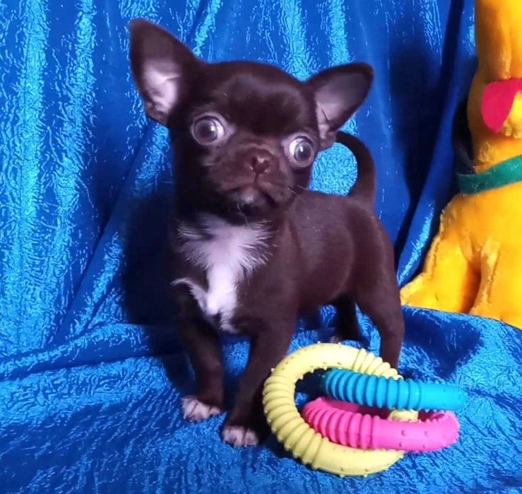 Кобелі чіхуахуа ліловий та шоколад. В'язка