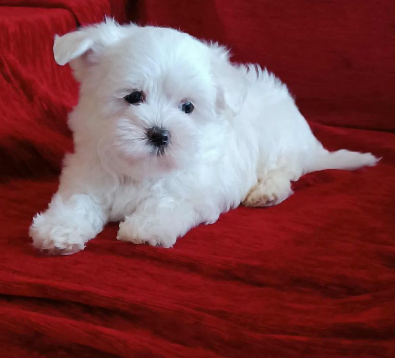 MALTAŃCZYK szczeniak - suczka