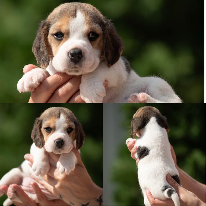 Чудові цуценята бігля, родовід КСУ