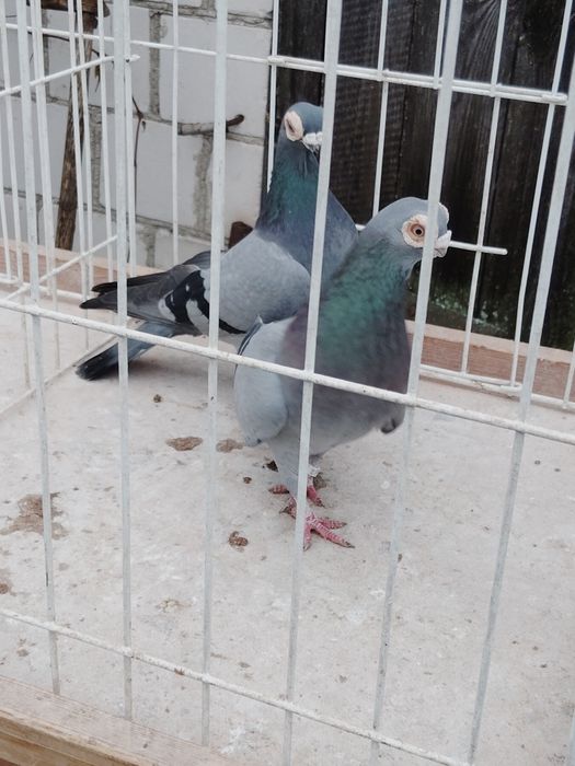 Gołębie ozdobne Brodawczak Polski