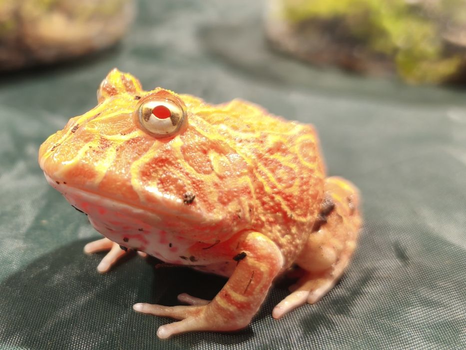 Żaba rogata Strawberry (Pacman frog) – unikalna barwa, zdrowa, Wałbrzy