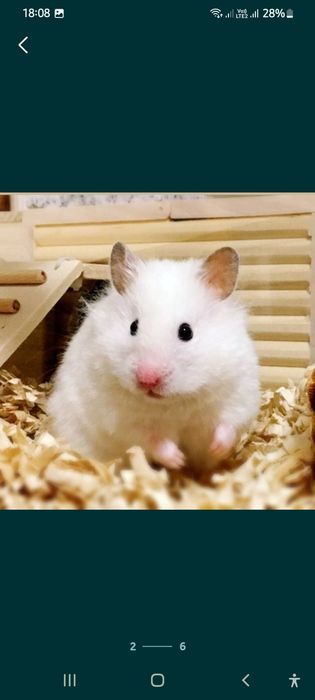 Хомячки пушистики белый персиковый Атласный серый хомяк Джунгарик