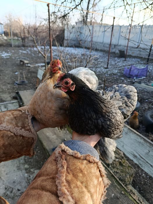 Инкубационное яйцо карликовый кокинхин